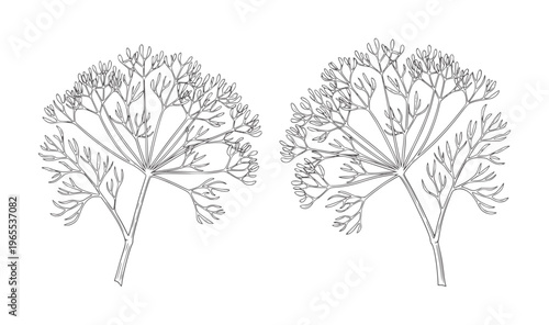 Two delicate line of dill fronds against a white herb plant botanical outline