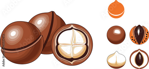 Nut fruit vector illustration set with whole and cut nuts showing shell and kernel details in realistic food design style