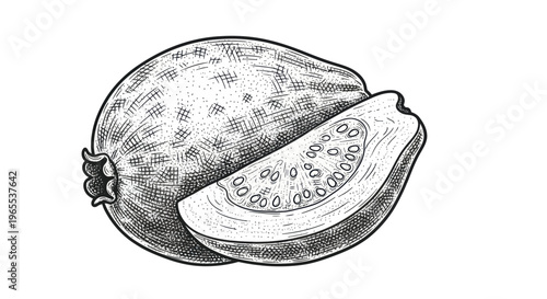 Guava Fruit Sketch - Whole and Sliced Tropical Fruit Drawing