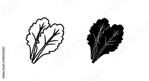 Vector illustration of set of two kale leaves, outline and silhouette icons on a transparent background