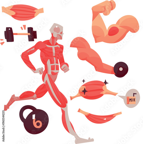 Human Muscle Anatomy Running Pose Vector Illustration, Fitness and Medical Concept