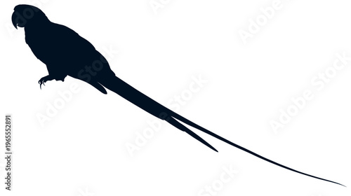 Exotic long-tailed parrot or macaw bird silhouette perching, isolated on a clean white background. Tropical avian design element.