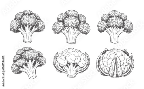 Hand drawn broccoli and cauliflower set white vegetable food healthy