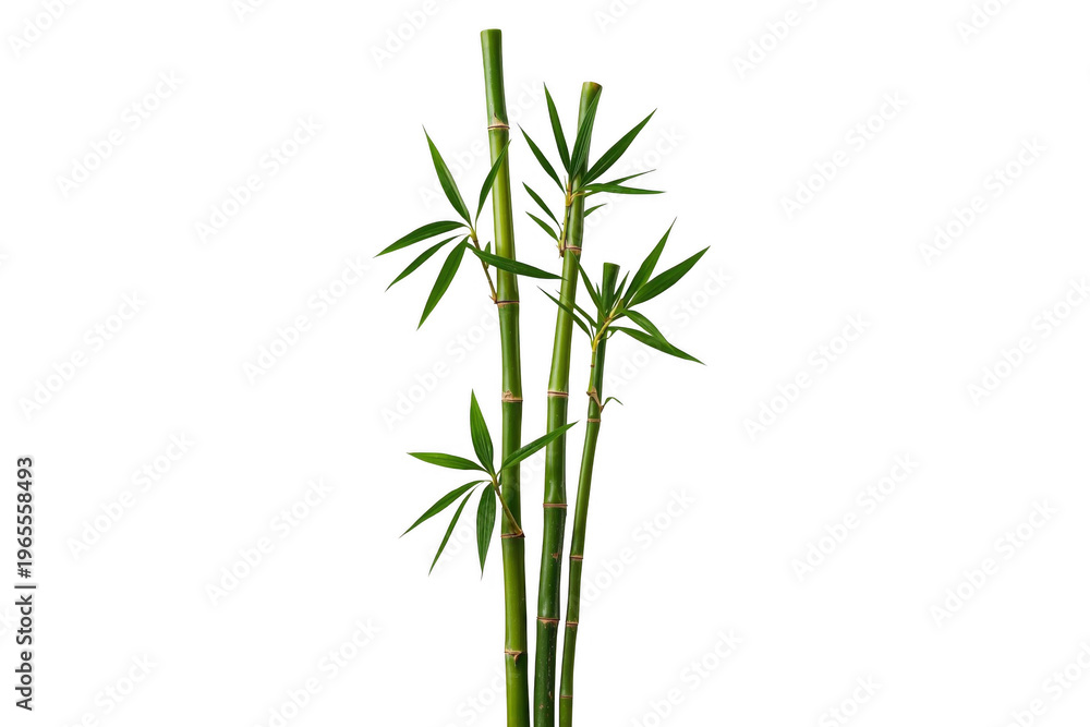 Obraz premium Green bamboo stems with fresh leaves on transparent background