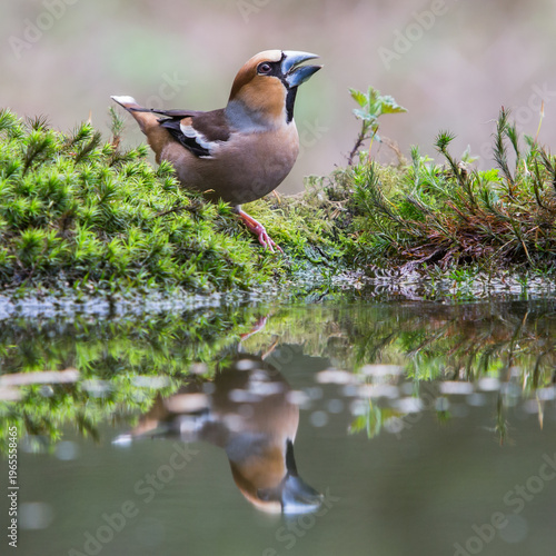 Canvas Print Male hawfinch (Coccothraustes coccothraustes)