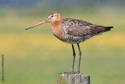 Fotografie Black-tailed Godwit (Limosa limosa) - Eemnes, the Netherlands
