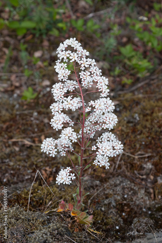 Εκτύπωση καμβά Pyramidal saxifrage (Saxifraga cotyledon) is the national flower of Norway