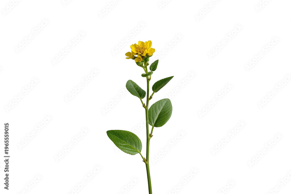 Obraz premium Yellow wildflower blooming with green leaves and stem