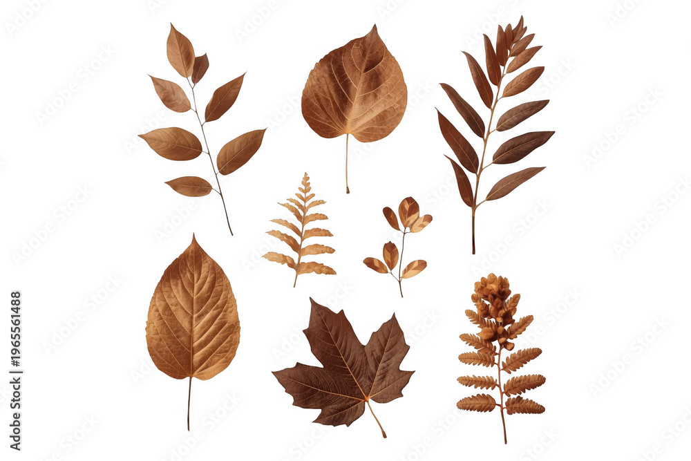 Obraz premium Autumn leaves collection showing seasonal foliage on transparent background