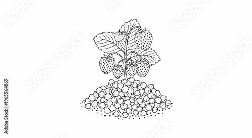 A simple line drawing of a strawberry plant with ripe berries