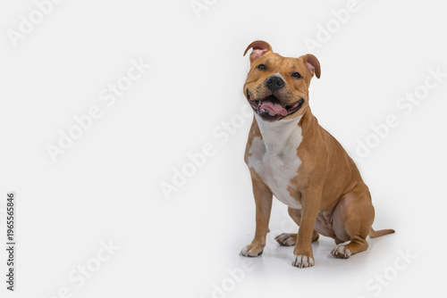 Bild auf Leinwand American Staffordshire Terrier posing, looking as if she is smiling; dog, animal