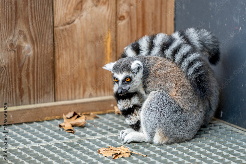 Fototapeta premium Two ring-tailed lemurs cuddling together for warmth