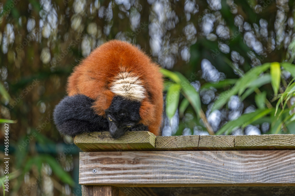 Fototapeta premium Red ruffed lemur hanging on a wooden roof