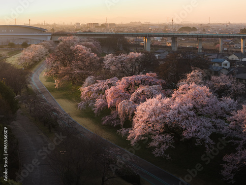 Aerial view of cherry blossoms in full bloom along the Kiso River, their delicate pink petals contrasting with the dark shadows of the early morning, Ichinomiya, Aichi, Japan.