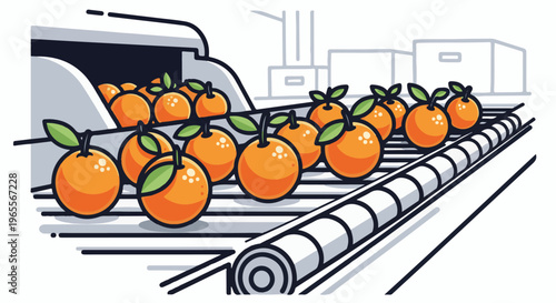 Fresh citrus fruits move along a conveyor belt in a processing facility