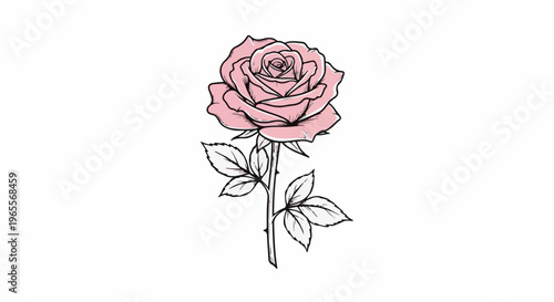 Delicate pink rose with black outline and green stem, white background