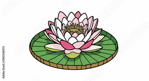 Detailed illustration of a pink and white water lily floating on a green lily pad