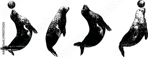 seal playing with ball four playful sea lions balancing ball on nose in silhouette