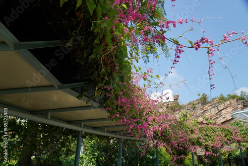 Cuadro en lienzo Antigonon leptopus pink flowers under a metal structure