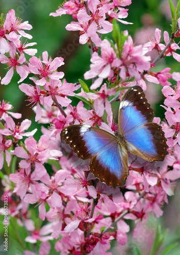 Bright colorful blue tropical morpho butterfly on pink cherry blossoms