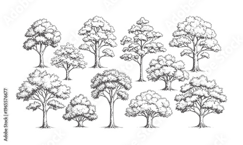 Collection of diverse deciduous trees rendered in a style nature foliage branches