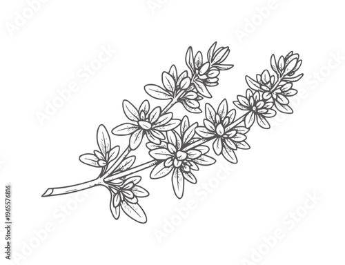 Delicate of a flowering thyme sprig with small blossoms and leaves herb