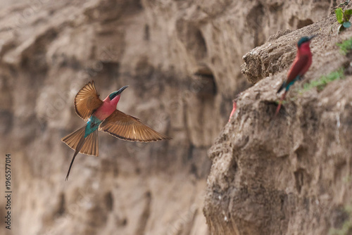 Colony of Southern Carmine Bee-eater (Merops nubicoides) nesting in the bank of the Luangwa River in South Luangwa National Park, Zambia