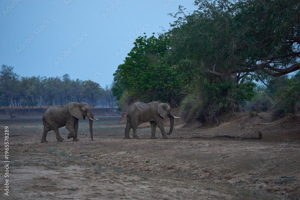 Fototapeta premium Large male African Elephant (Loxodonta africana) browsing in South Luangwa National Park, Zambia