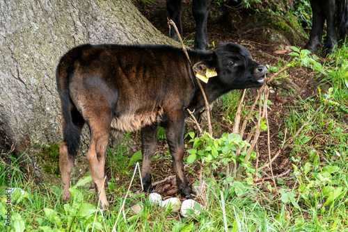 Young calf in the forest