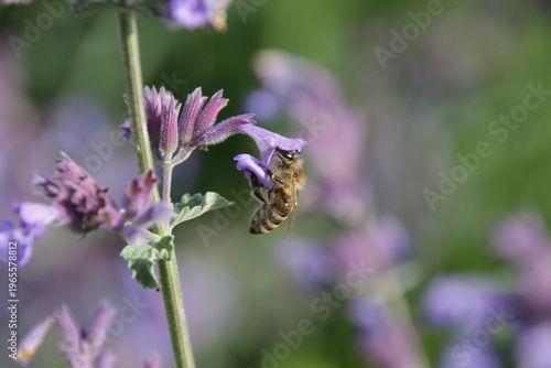 Biene auf lila Blüten