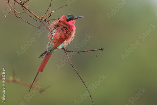 Southern Carmine Bee-eater (Merops nubicoides) perched in a shrub in South Luangwa National Park, Zambia