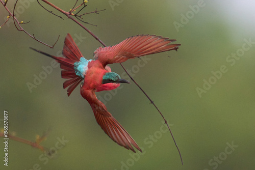 Southern Carmine Bee-eater (Merops nubicoides) in flight in South Luangwa National Park, Zambia