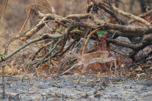 Young Impala (Aepyceros melampus) in South Luangwa National Park, Zambia