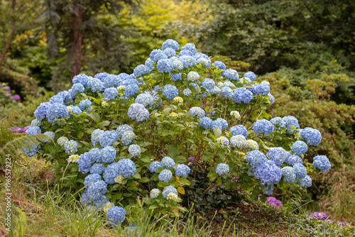 Light blue bigleaf hydrangea bush in sunny woodland garden