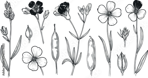 Vintage flax flower botanical illustrations, hand drawn linseed floral sketches, black and white wildflower line art set, EPS vector elements
