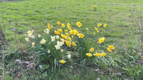 Wallpaper Mural 4K Video -Spring. Daffodils and blossom in an English Country churchyard on a bright sunny day. No peope in picture.  Torontodigital.ca