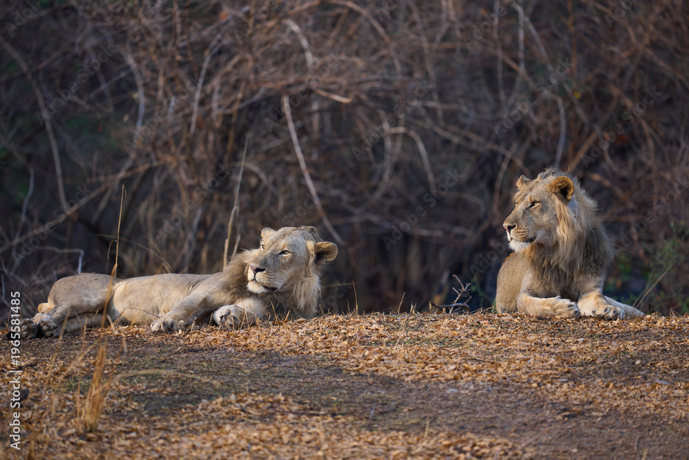 Fototapeta premium Male African Lion (Panthera leo) in South Luangwa National Park, Zambia.