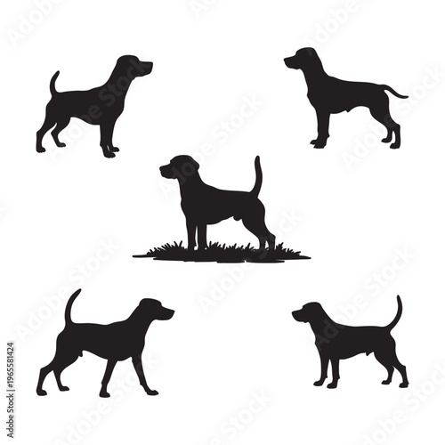 Silhouette of beagle dog isolated on white background, vector illustration