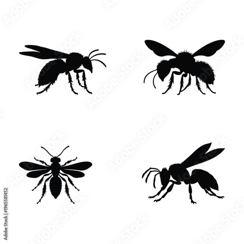 Silhouette of beewolf wasp isolated on white background, vector illustration