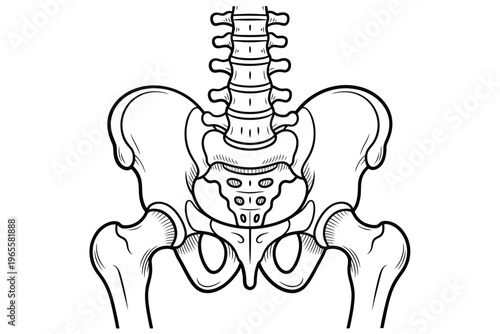 Anatomical illustration of the human pelvis and spinal column