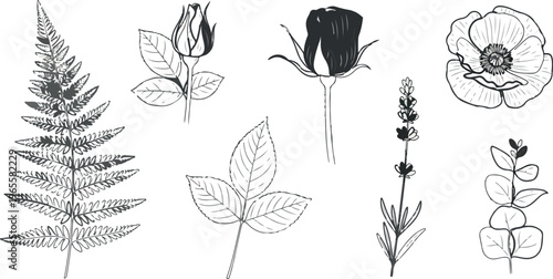 Vintage botanical line art collection, hand drawn floral sketches of rose buds and fern leaf, 7 black ink garden plant elements in EPS format