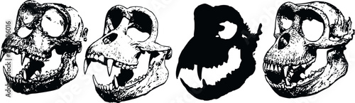 illustration of primate skull evolution showing different species' cranial features