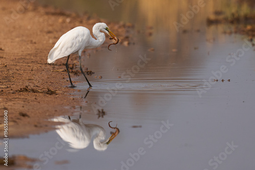 Great White Egret (Ardea alba) hunting fish from a rainwater pool in South Luangwa National Park, Zambia.