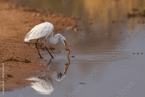 Great White Egret (Ardea alba) hunting fish from a rainwater pool in South Luangwa National Park, Zambia.