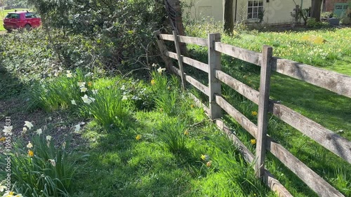 4K Video -Spring. Daffodils and blossom in an English Country churchyard on a bright sunny day. No peope in picture. 