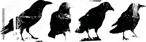 black raven silhouette set four crows in varied standing poses birds of prey with sharp beaks and claws on white background