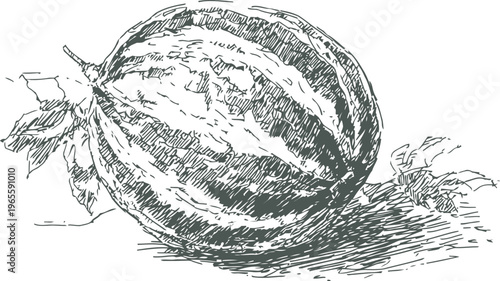 Detailed vintage illustration of a watermelon with leaves botanical art, engraved fruit sketch, natural summer produce