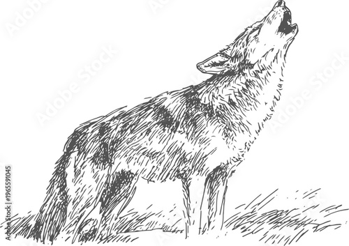 Howling wolf sketch hand drawn wild animal standing on grass, forest creature silhouette, nature wildlife drawing