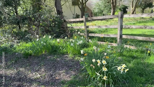 4K Video -Spring. Daffodils and blossom in an English Country churchyard on a bright sunny day. No peope in picture. 