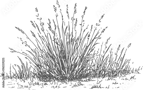 Wild grass cluster with tall stalks and narrow leaves growing naturally in a meadow